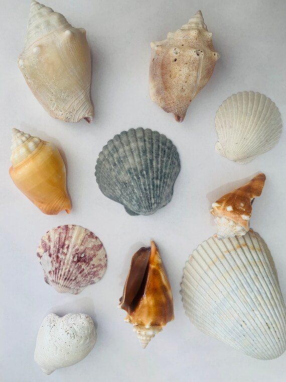 1/2 pound Assorted Florida Shells, Great for crafting and beach theme décor.