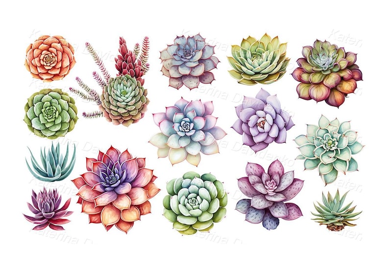 Watercolor Succulent Clipart PNG, Echeveria Cactus Illustrations - Etsy