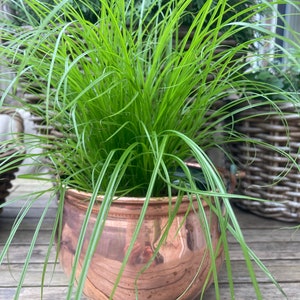 May include: A copper-colored, round planter filled with bright green, grass-like plants. The planter has a polished finish and sits on a wooden surface. The plants have long, slender leaves that cascade over the sides of the pot.