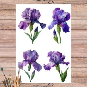 May include: A watercolor illustration featuring four purple iris flowers in various stages of bloom. The flowers have ruffled petals and green stems and leaves. The image is on a white background, with scissors and paintbrushes in the corners.