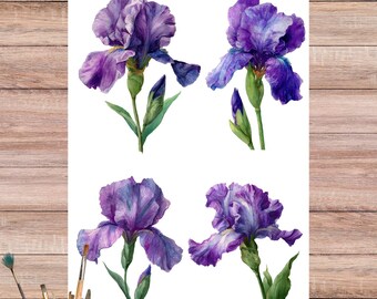 May include: A watercolor illustration featuring four purple iris flowers in various stages of bloom. The flowers have ruffled petals and green stems and leaves. The image is on a white background, with scissors and paintbrushes in the corners.