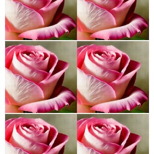 Hoja de collage de rosas rosadas de lujo tamaño A4, papel de arroz para decoupage, papel efímero para álbumes de recortes, diario basura, hermosas rosas, suministros para técnicas mixtas