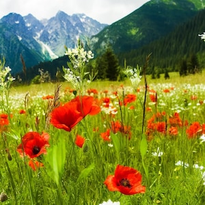 Prado de amapolas rojas en la montaña: hermoso papel de arroz con paisaje para decoupage, manualidades, álbumes de recortes, collage, medios mixtos, diario, tamaño 1A4