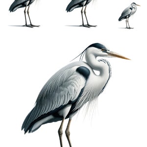 Heron Collage - Papier de riz pour travaux manuels Scrapbooking, technique mixte, journal indésirable - 1 A4 taille standard - Nouvelle collection