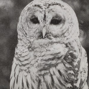 Retro Owl Paper Napkins: Decoupage, Scrapbooking, Collage (4 Lunch Napkins)