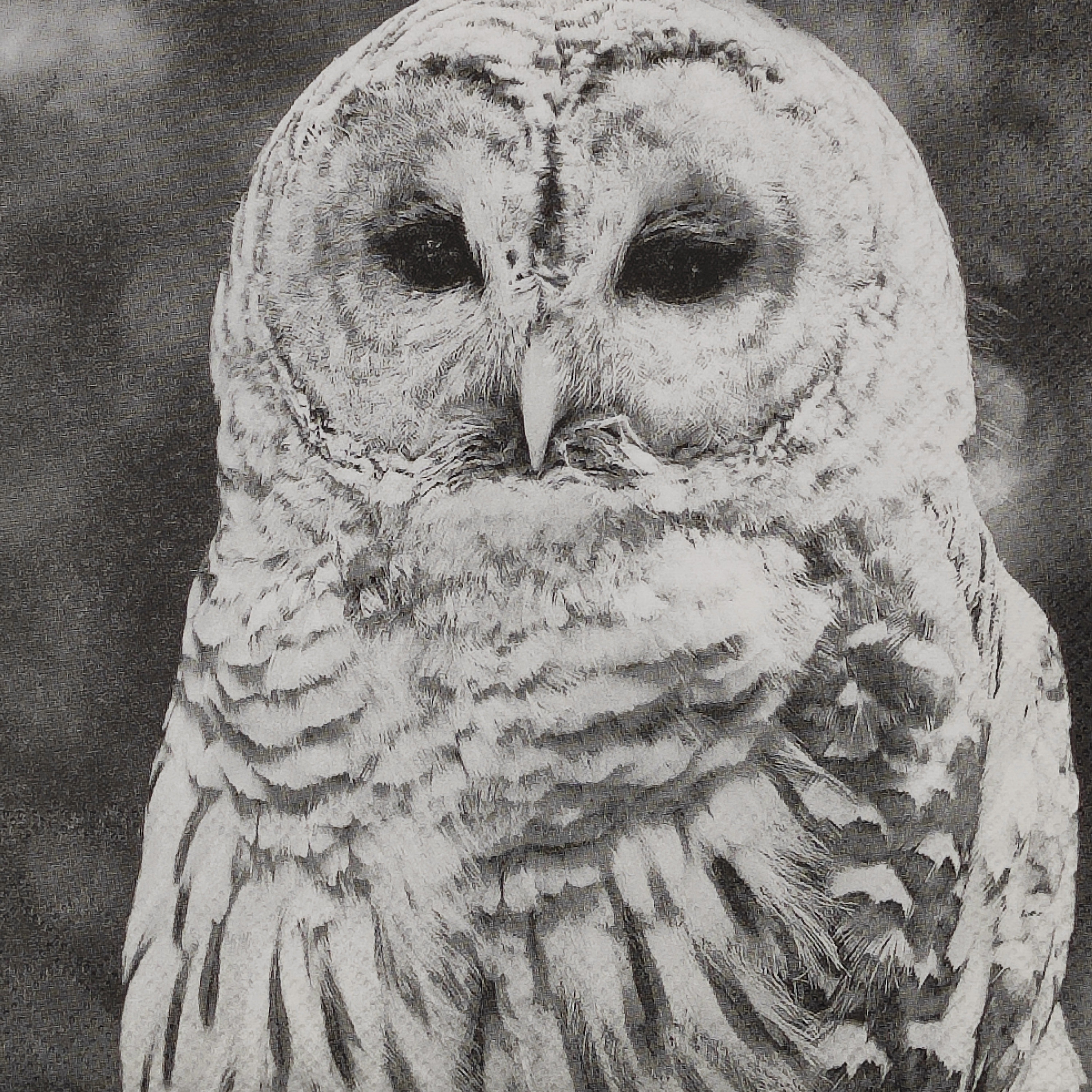 Retro Owl Paper Napkins: Decoupage, Scrapbooking, Collage (4 Lunch Napkins)