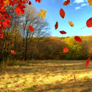 Papel de Arroz con Hojas de Otoño: Papel para Decoupage con Paisajes Otoñales (A4)