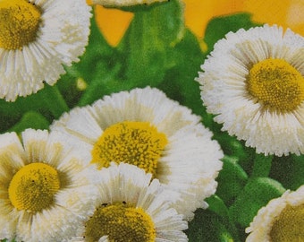 Daisies Paper Napkins: Decoupage, Scrapbooking, and Collage (4 Lunch Napkins)