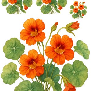 Papel de arroz para decoupage, vibrantes flores de capuchina sobre papel de arroz, delicado diseño floral de capuchina, impresión botánica, 4433