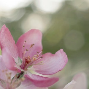 Puede incluir: Primer plano de una delicada flor rosa con un fondo suave y desenfocado. La flor tiene un grupo central de estambres amarillos y pétalos ligeramente curvados en los bordes.