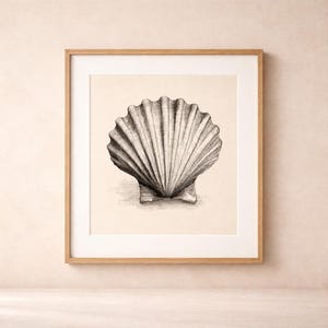 May include: A framed print featuring a detailed black and white illustration of a scallop shell. The shell is centered on a cream-colored background, encased in a white mat, and framed in light brown wood. The artwork is a classic, nautical-themed piece.