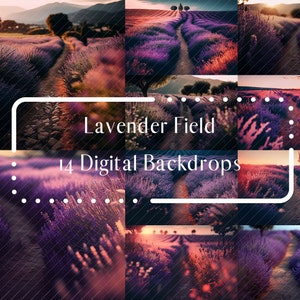 14 Fondali Digitali Floreali Campo di Lavanda, Sovrapposizioni Sfondo Maternità, Sovrapposizioni Sfondo Fotografia Digitale, Sovrapposizioni Textures Photoshop