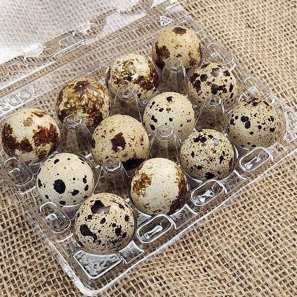 Fresh Coturnix Quail Eggs (4 dozen) - Free Shipping