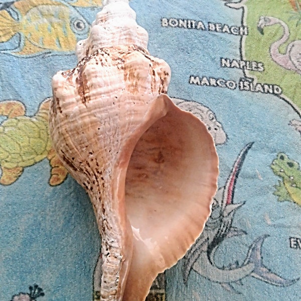 13* inch Horse Conch