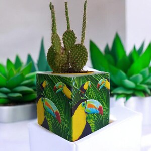 May include: A square planter with a tropical toucan print features a small cactus plant. The planter is white with a toucan design on all sides. The planter is sitting on a white surface.