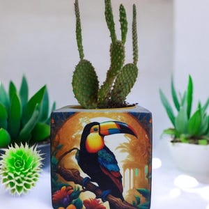 May include: A square ceramic planter with a colorful toucan illustration. The planter has a yellow, orange, blue, and green background with a toucan perched on a branch. The planter is filled with a green cactus plant.
