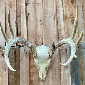 10pt. Whitetail Deer Skull European Mount rustic decor mancave hunting