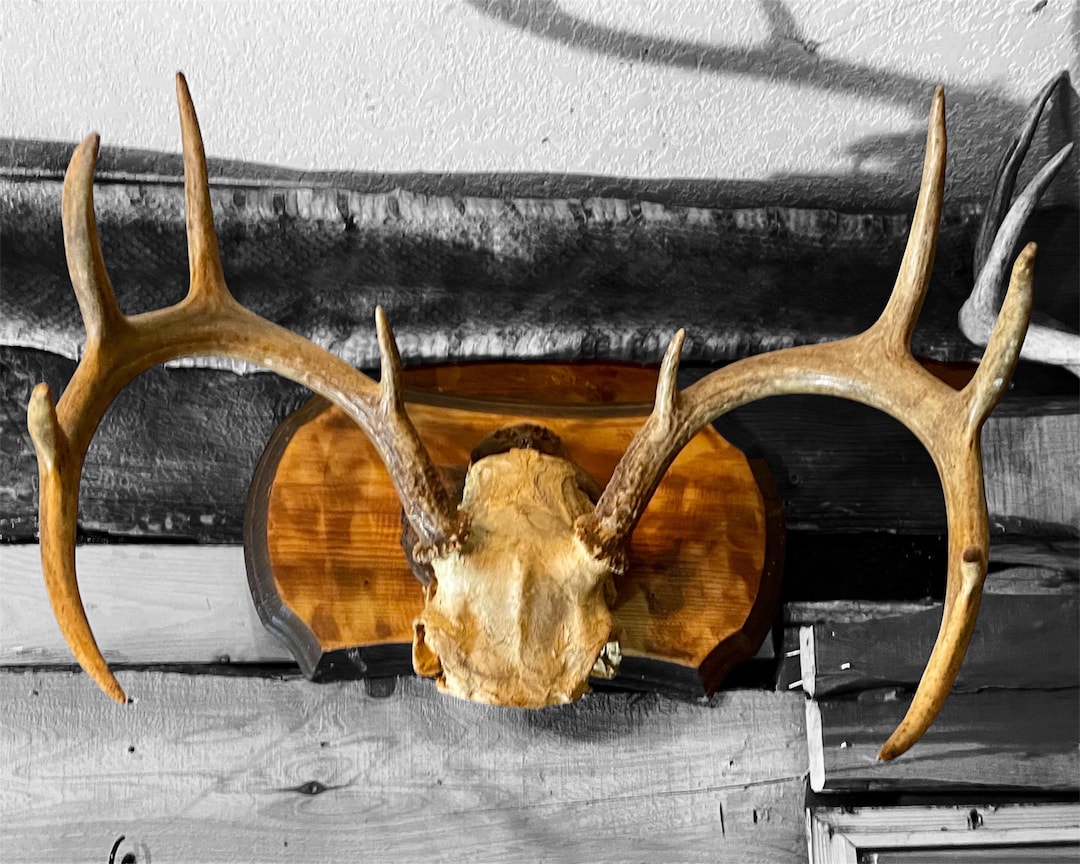 10 Pt Whitetail Deer Rack and Skullcap Mount on Vintage Taxidermy ...