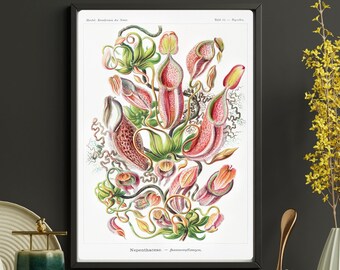 Op de afbeelding: Een vintage botanische illustratie van een Nepenthes, een vleesetende plant met rode en groene kanvormige bloemen. De illustratie is in een zwart frame en heeft de tekst "Nepenthesinae -  Kannenpflanzen" onderaan.