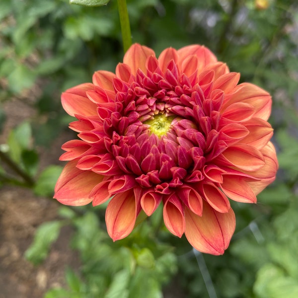 Iced Tea, Dahlia Tuber Pre-order