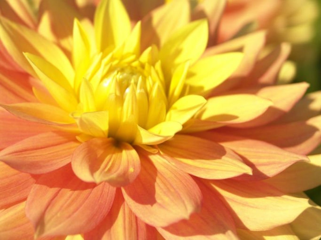 Dahlia Tuber Candlelight - Etsy