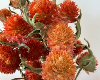 Globe Amaranth, Globosa, Gomphrena, Natural and air dried- 20 stems per bunch