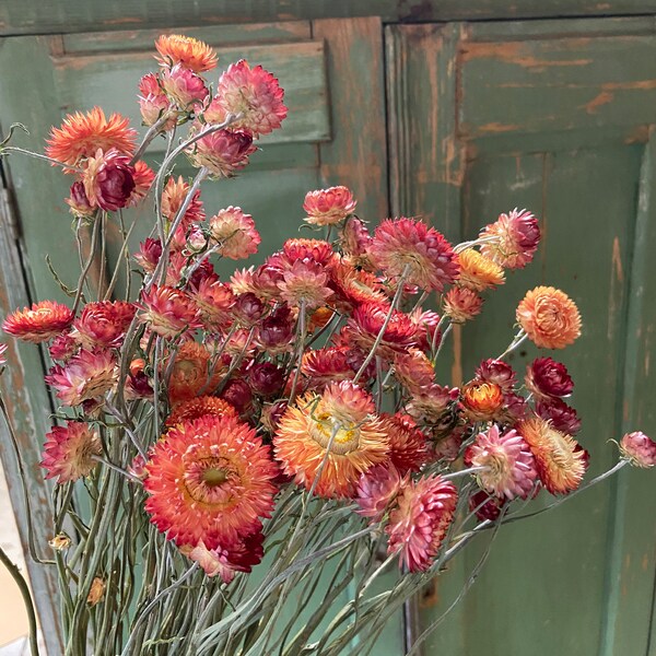 Dried Flowers With Stems Etsy