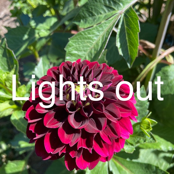 Lights Out Dahlia Tuber Etsy