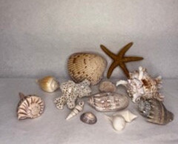 Small Real Shell Collection Bathroom Room Decoration Decor Starfish Sea  Decoration 
