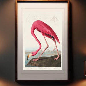 Pink Flamingo Vintage Print, John James Audubon, 1827, Birds of America, Coastal Wall Art