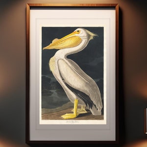 American White Pelican Print, Audubon Birds of America Wall Art, Vintage Bird Home Decor, Coastal Interior Design