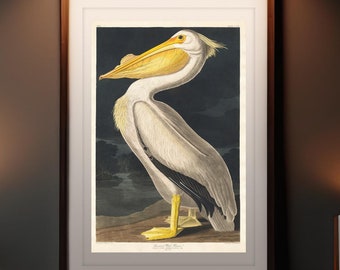 Audubon-afdruk Amerikaanse witte pelikaan: 1800s Birds of America-kunst