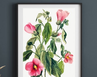 Rosentiana, botaniskt vintagetryck, 1880, matt finish i museikvalitet