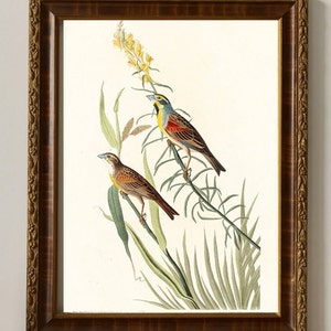 Audubon Kunstdruck, Black Throated Bunting, Birds of America, Reproduktion in Museumsqualität, mattes Finish