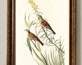 Audubon Black Throated Bunting Art Print: Museum Quality Bird Illustration