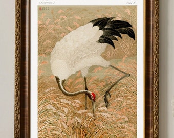 Puede incluir: Una ilustración vintage de una grulla blanca con plumas de alas negras de pie en un campo de hierba alta. La grulla tiene la cabeza roja y está mirando hacia el suelo. La ilustración está en un marco marrón con detalles dorados. El texto "SECTION I" y "Plate X." está impreso en la parte superior de la ilustración.