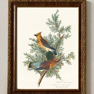 Audubon Art Print, "Cedar Bird", original by John James Audubon, Birds of America, museum quality reproduction print, matte finish