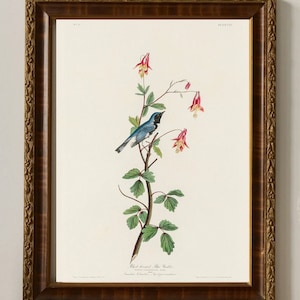 Audubon Kunstdruck, Schwarzkehlchenwaldsänger, Birds of America, Reproduktion in Museumsqualität, matte Oberfläche