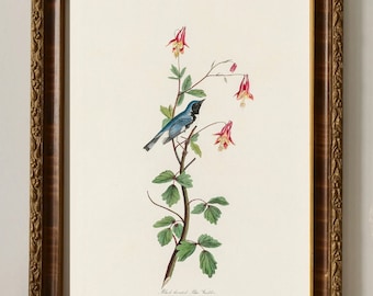 Audubon Black Throated Warbler Art Print:  Bird Illustration Home Decor