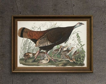 オーデュボン・ターキー・プリント：アメリカの鳥類、1827-1838年