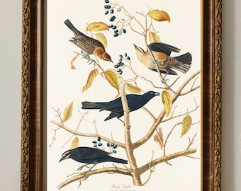 Audubon Art Print, "Rusty Grakel", Birds of America, museum quality reproduction print, matte finish