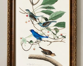 Audubon Art Print, "Indigo Bird", Birds of America, museum quality reproduction print, matte finish