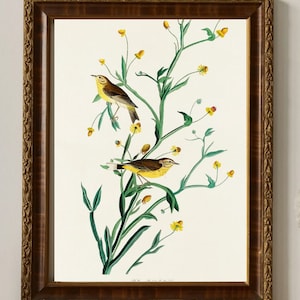 Audubon Kunstdruck, Original von John James Audubon, Birds of America, Reproduktion in Museumsqualität, mattes Finish