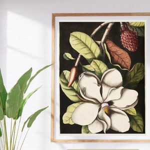 Magnolia, museum quality, reproduction print, from The Natural History of Carolina, Florida and the Bahama Islands (1754) by Mark C.