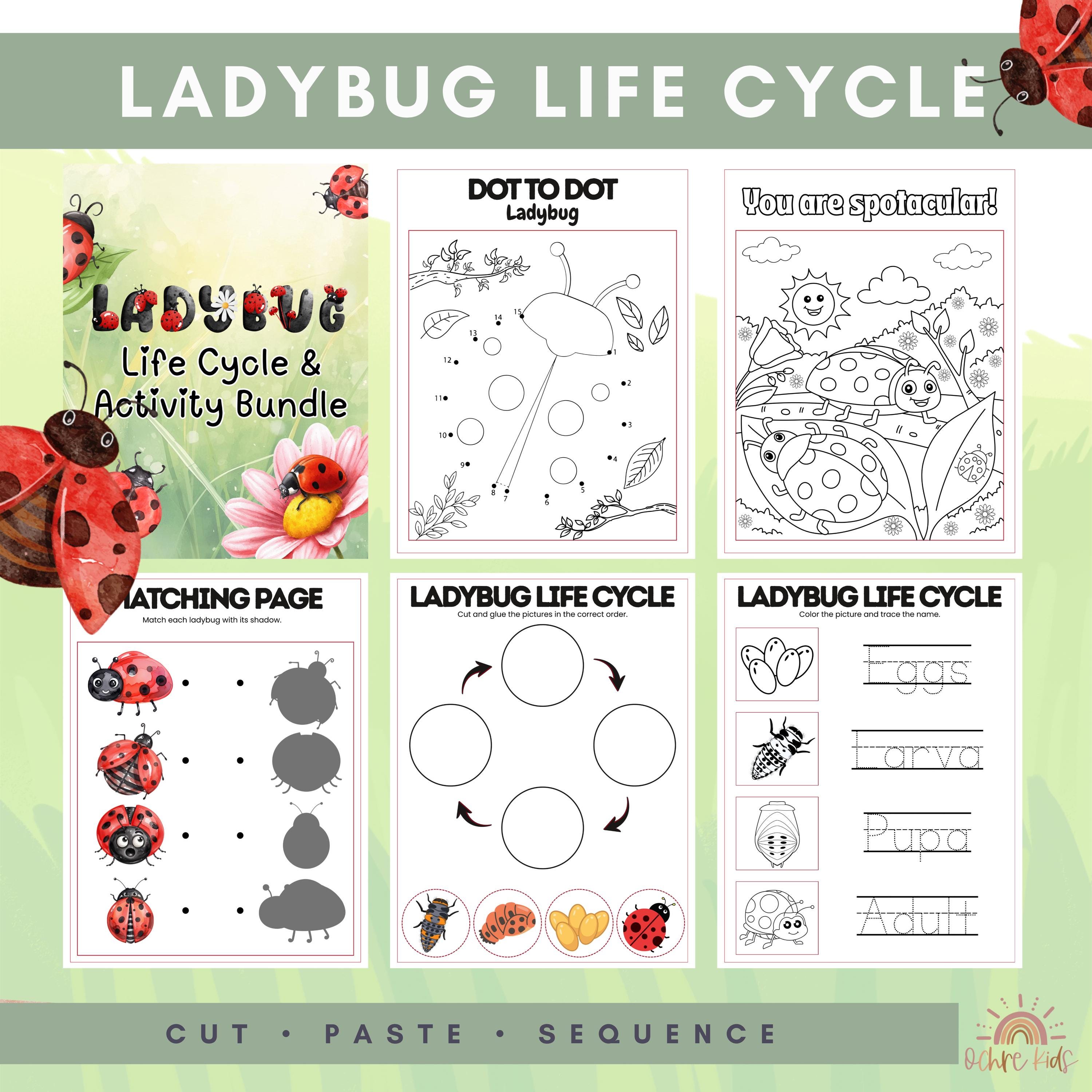 Ladybug Life Cycle Worksheets – Preschool Science Printable, Insect ...