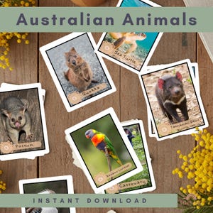 Può includere: Un set di carte di animali australiani, tra cui un quokka, una tartaruga marina, un opossum, un lorichetto arcobaleno, un casuario e un diavolo della Tasmania. Il testo "Australian Animals" e "Instant Download" è visibile.