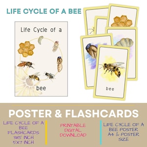 May include: A printable poster and flashcards set illustrating the life cycle of a bee. The poster shows a bee in a circle with the stages of its life cycle: egg, larva, pupa, and adult bee. The flashcards show each stage of the bee's life cycle individually. The text on the poster reads "Life Cycle of a bee".