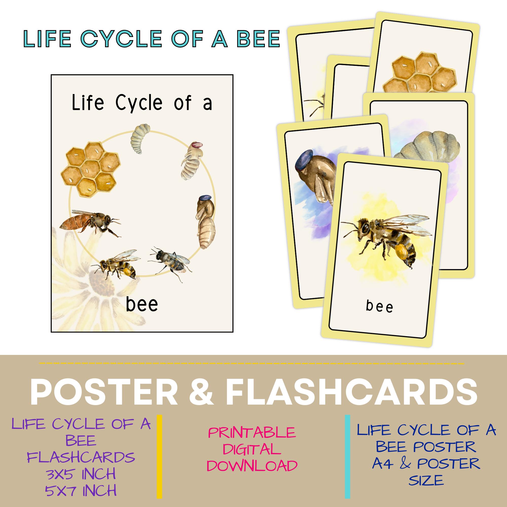 Bee Life Cycle Watercolor Printable Educational Resource, Nature Themed Preschool Flashcards, Bright Homeschool Classroom Poster