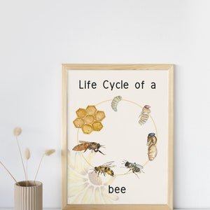 Life Cycle of a Bee Poster Early Years Learning Resource Digital Download for Classroom Decor
