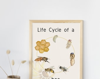 Póster del ciclo de vida de una abeja. Recurso educativo digital para la primera infancia. Descarga para decorar el aula.